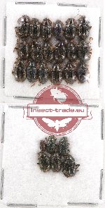 Scientific lot no. 215B Chrysomelidae (24 pcs)