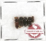 Bostrichidae Scientific lot no. 20 (4 pcs)