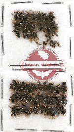 Scientific lot no. 210A Hymenoptera (59 pcs)
