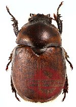 Dicaulocephalus fruhstorferi