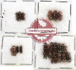 Scientific lot no. 17 Scolytidae (19 pcs)