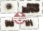 Scientific lot no. 11 Scolytidae (29 pcs)