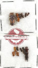 Scientific lot no. 29 Scolytidae (15 pcs)