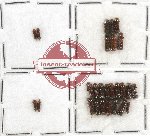 Scientific lot no. 24 Scolytidae (26 pcs)