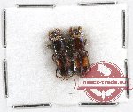 Scientific lot no. 14 Scolytidae (2 pcs)