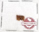 Scientific lot no. 27 Scolytidae (6 pcs)