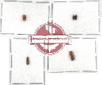 Scientific lot no. 15 Scolytidae (5 pcs)