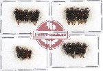 Scientific lot no. 12 Scolytidae (19 pcs)