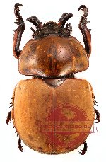 Dicaulocephalus fruhstorferi