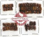 Scientific lot no. 16 Scolytidae (83 pcs)