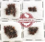 Scientific lot no. 13 Scolytidae (22 pcs)