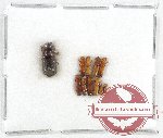 Scientific lot no. 21 Scolytidae (10 pcs)