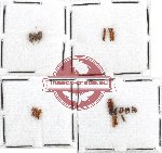 Scientific lot no. 19 Scolytidae (19 pcs)