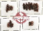 Scientific lot no. 18 Scolytidae (16 pcs)