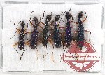 Scientific lot no. 37 Cicindelidae (Neocollyris sp. mix) (6 pcs A-, A2)