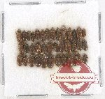 Heteroceridae Scientific lot no. 4 (38 pcs)