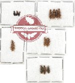 Anthicidae Scientific lot no. 42 (13 pcs)