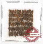 Heteroceridae Scientific lot no. 2 (75 pcs)