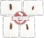 Anthicidae Scientific lot no. 36 (4 pcs)