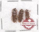 Karumiidae Sc. lot no. 3 (3 pcs)