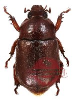 Didrepanephorus lao