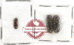 Bostrichidae Scientific lot no. 19 (3 pcs)