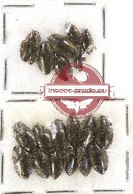 Gyrinidae Scientific lot no. 23 (19 pcs)