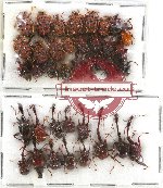 Scientific lot no. 36 Attelabidae (38 pcs)