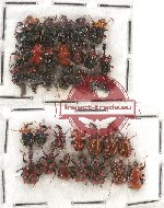 Scientific lot no. 30 Attelabidae (34 pcs)