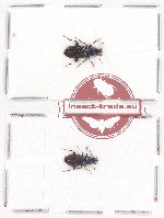 Scientific lot no. 278A Carabidae (2 pcs)