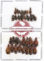 Scientific lot no. 267 Carabidae (32 pcs)