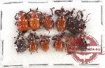 Scientific lot no. 35 Attelabidae (12 pcs)