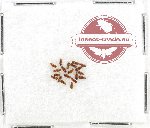 Scientific lot no. 83A Staphylinidae (20 pcs)