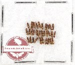 Scientific lot no. 89 Staphylinidae (32 pcs)