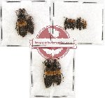 Scientific lot no. 94 Staphylinidae (12 pcs)