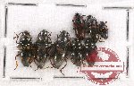 Scientific lot no. 51 Erotylidae (8 pcs)