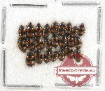 Scientific lot no. 41B Erotylidae (24 pcs)