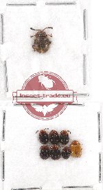 Scientific lot no. 27A Endomychidae (7 pcs)