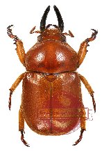 Didrepanephorus ohbayashii