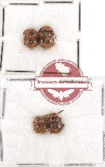 Scientific lot no. 28A Endomychidae (4 pcs)