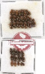 Hydrophilidae Scientific lot no. 40 (33 pcs)