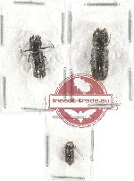 Bostrichidae Scientific lot no. 18 (3 pcs)