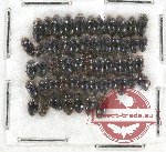 Elmidae sc. lot no. 15 (53 pcs)