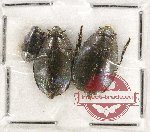 Gyrinidae Scientific lot no. 26 (3 pcs)