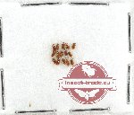 Scydmenidae Scientific lot no. 3 (15 pcs)