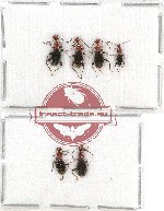 Anthicidae Scientific lot no. 37 (6 pcs)