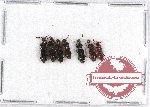 Scientific lot no. 3 Rhysodidae (7 pcs)