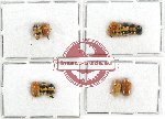 Scientific lot no. 207A Chrysomelidae (Cryptocephalini) (12 pcs)