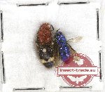 Scientific lot no. 214 Hymenoptera (2 pcs)