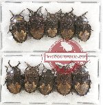Scientific lot no. 452B Heteroptera (10 pcs)